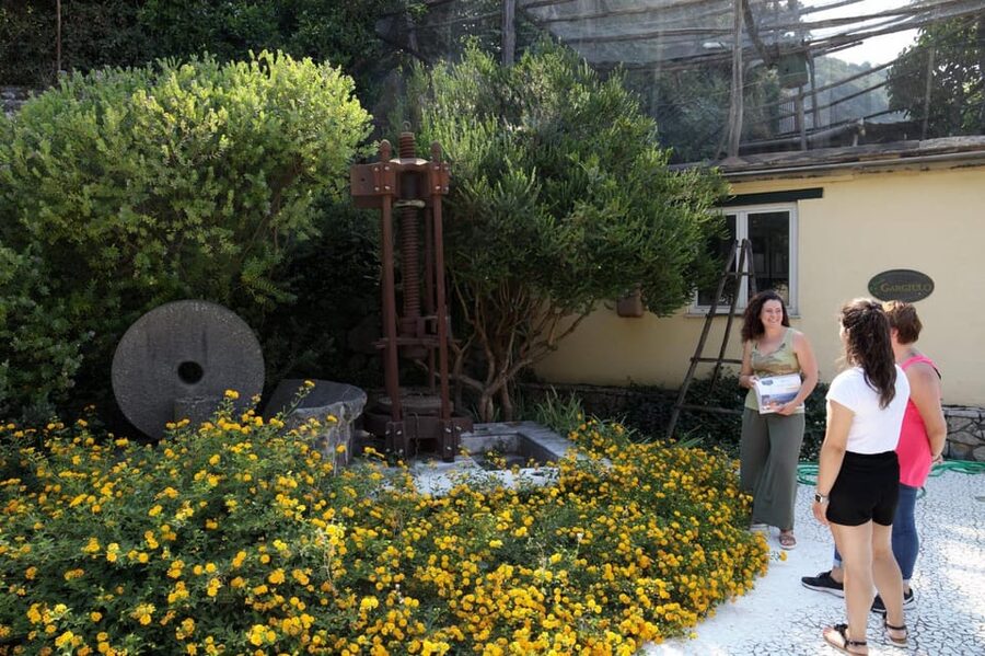 Sorrento: Guided Olive Mill Visit with Tastings - The Guided Walk in Sorrento’s Olive Groves