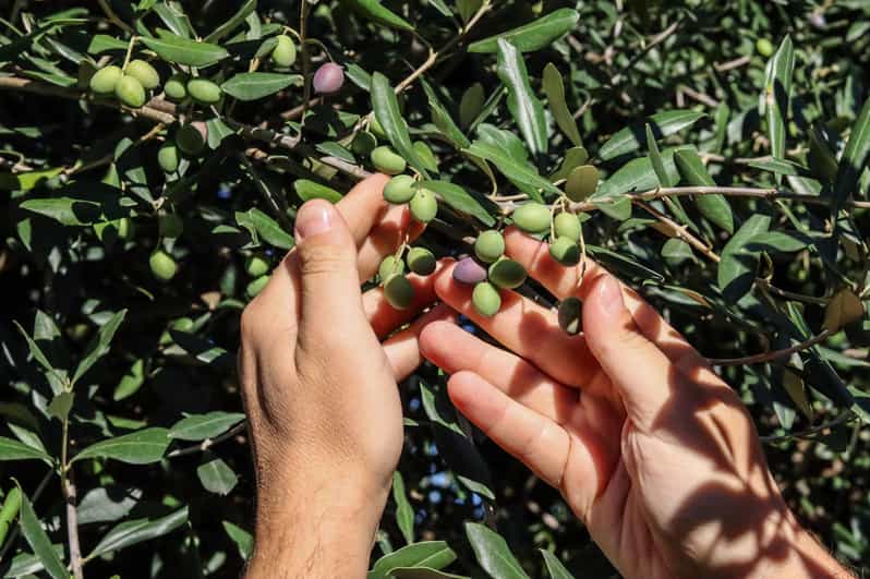 Sorrento: Guided Olive Mill Visit with Tastings - Pickup, Timing, and How the Tour Actually Feels