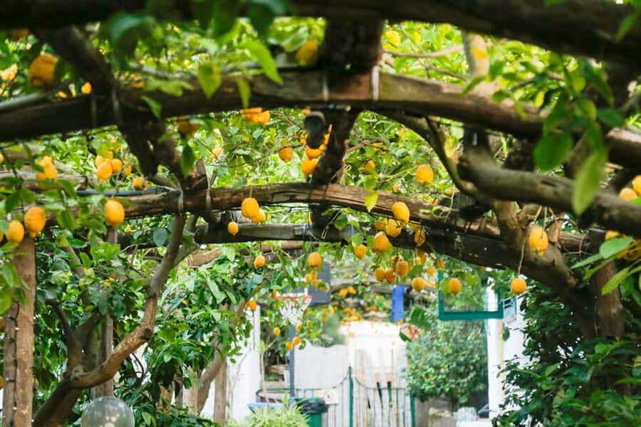 Sorrento: Guided Walking Tour & Street Food Experience - Who This Tour Suits Best, and Who Should Rethink It