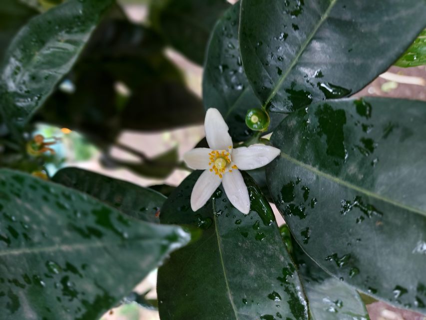 Sorrento: Lemon Garden Tour with Marmalade Tasting - Key highlights you should care about