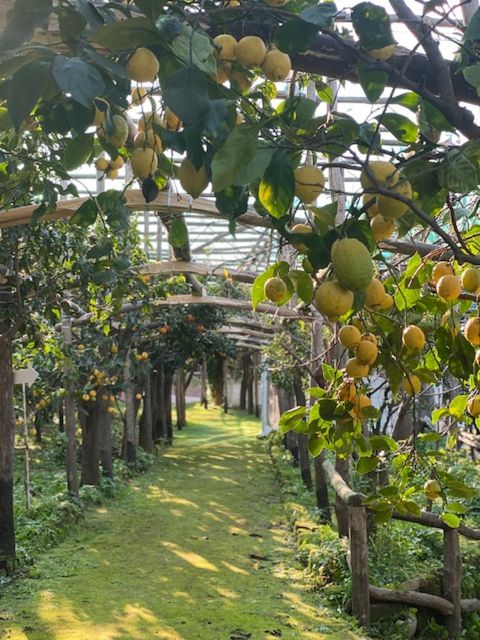 Sorrento: Lemon Garden Tour with Marmalade Tasting - Entering the lemon grove in Sorrento, where the air does half the work