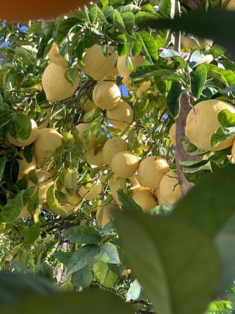 Sorrento: Lemon Garden Tour with Marmalade Tasting - The tasting: marmalade, limoncello, honey, and lemon-scented olives