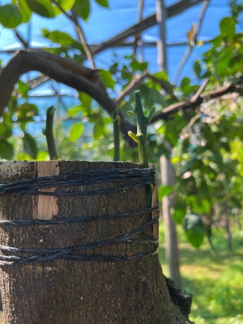 Sorrento: Lemon Garden Tour with Marmalade Tasting - Price, value, and what you really get for about $47
