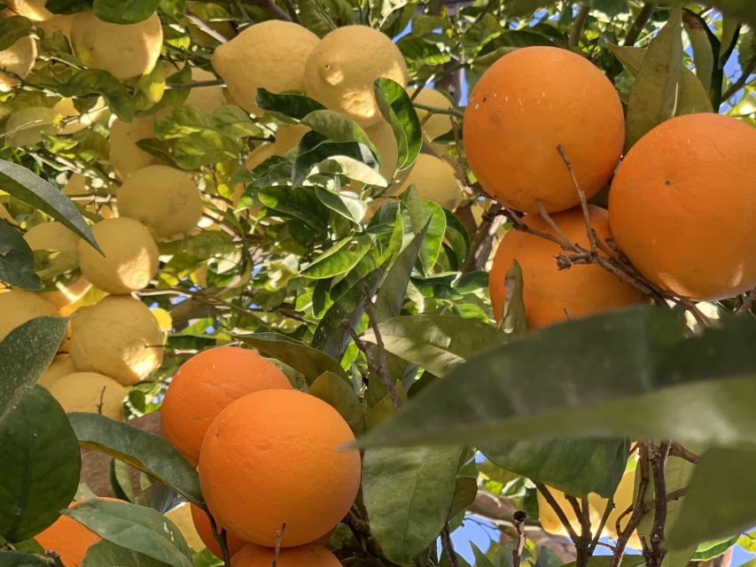 Sorrento: Lemon Garden Tour with Marmalade Tasting - Who should book this lemon garden tour in Sorrento, and who should skip it