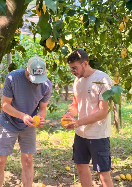 Sorrento: Lemon Picking & Tasting Tour - A hands-on lemon harvest near Sorrento