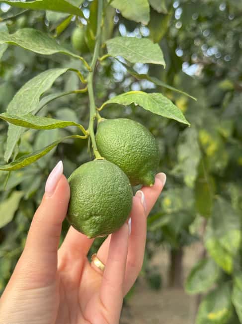 Sorrento: Lemon Picking & Tasting Tour - Two farms, real local collaboration (Tonino and Giovanni)