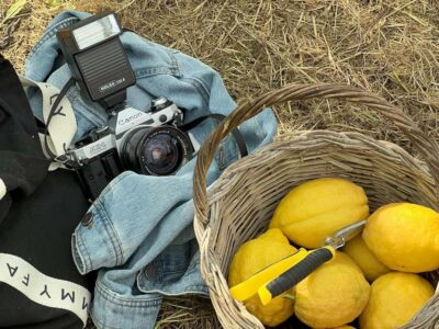 Lemon Picking & Tasting Tour