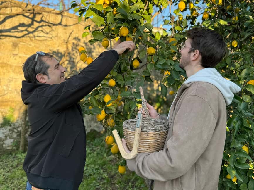 Sorrento: Lemon Picking & Tasting Tour - The tastings: lemonade, marmalades, and a Limoncello toast