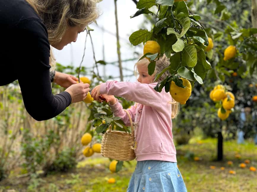 Sorrento: Lemon Picking & Tasting Tour - Logistics that matter: meeting point, no pickup, and timing