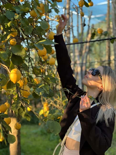 Sorrento: Lemon Picking & Tasting Tour - Weather, mosquitoes, and the adorable dog factor