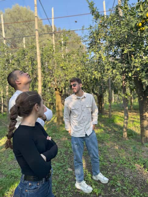 Sorrento: Lemon Picking & Tasting Tour - Who this lemon tour is best for