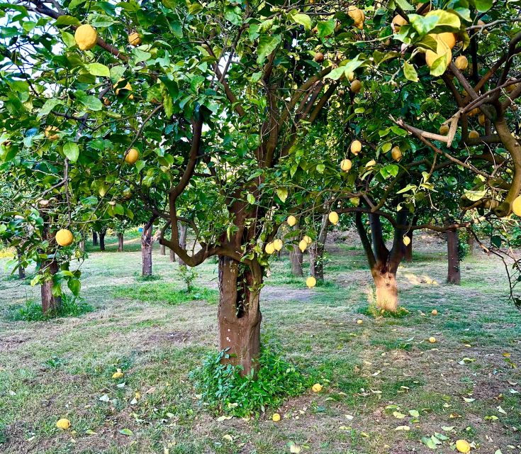 Sorrento Lemon Tour - From grove to plate: what the guide explains, then feeds you