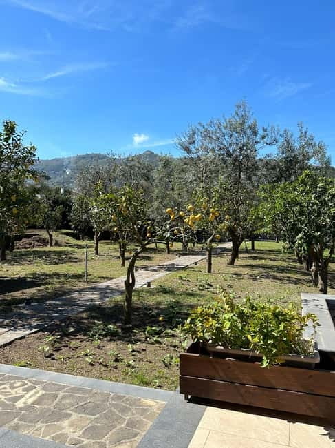 Sorrento: Mozzarella experience. Say CHEESE with us! - Entering The Farm World: Pizza and Lemon Country in Piano di Sorrento