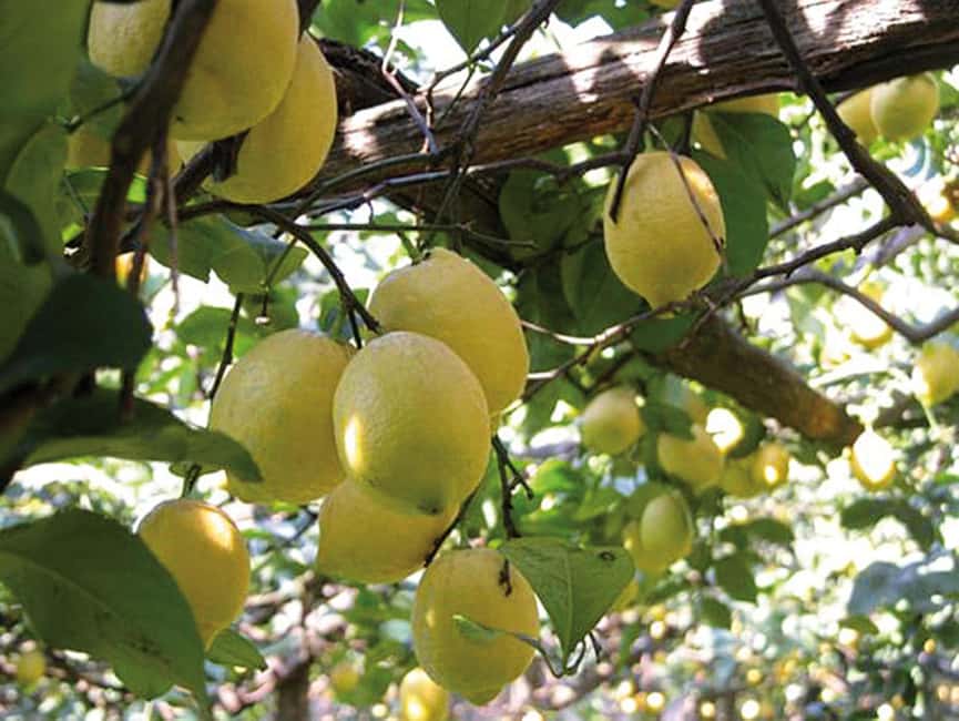 Sorrento: Night time Walking Tour & Limoncello Tasting - Sedil Dominova and the historic center lanes that make Sorrento feel old