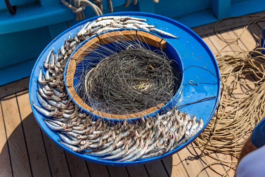 Sorrento: Sea-Fishing Tour with Lunch Onboard - Key Highlights at a Glance