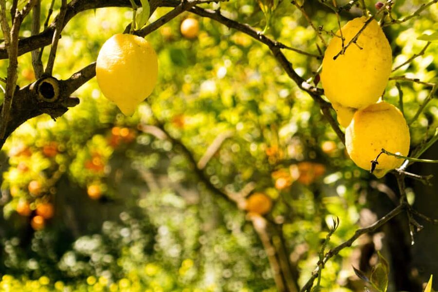 SORRENTO: Sunset Limoncello Making After-Dinner Experience - Price and Value, Is 55.80 Worth It?