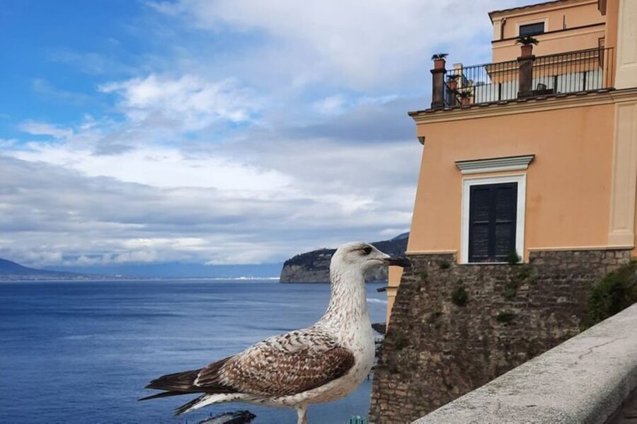 Sorrento: walking in the Grand Tour with stunning landscapes - Piazza Tasso and the wood inlay workshop you can shop