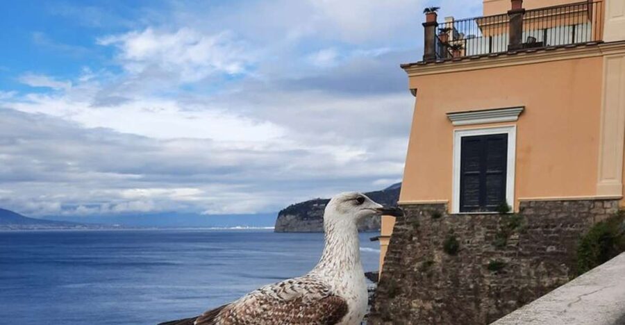 Sorrento: walking in the Grand Tour with stunning landscapes - Starting in the right place: Vittoria Square and the two options
