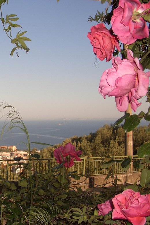 Sorrento: Walking Tour in Lemon Garden w/ Food Tasting - Key things I’d book this for