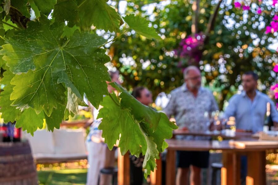 Sorrento: Wine Tasting Overlooking the Sea in a Lemon Grove - Key Things That Make This Sorrento Wine Tasting Worth Your Time